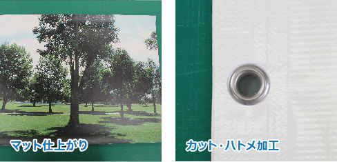 サンプル画像